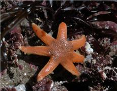 Seven-armed starfish © Keith Hiscock
